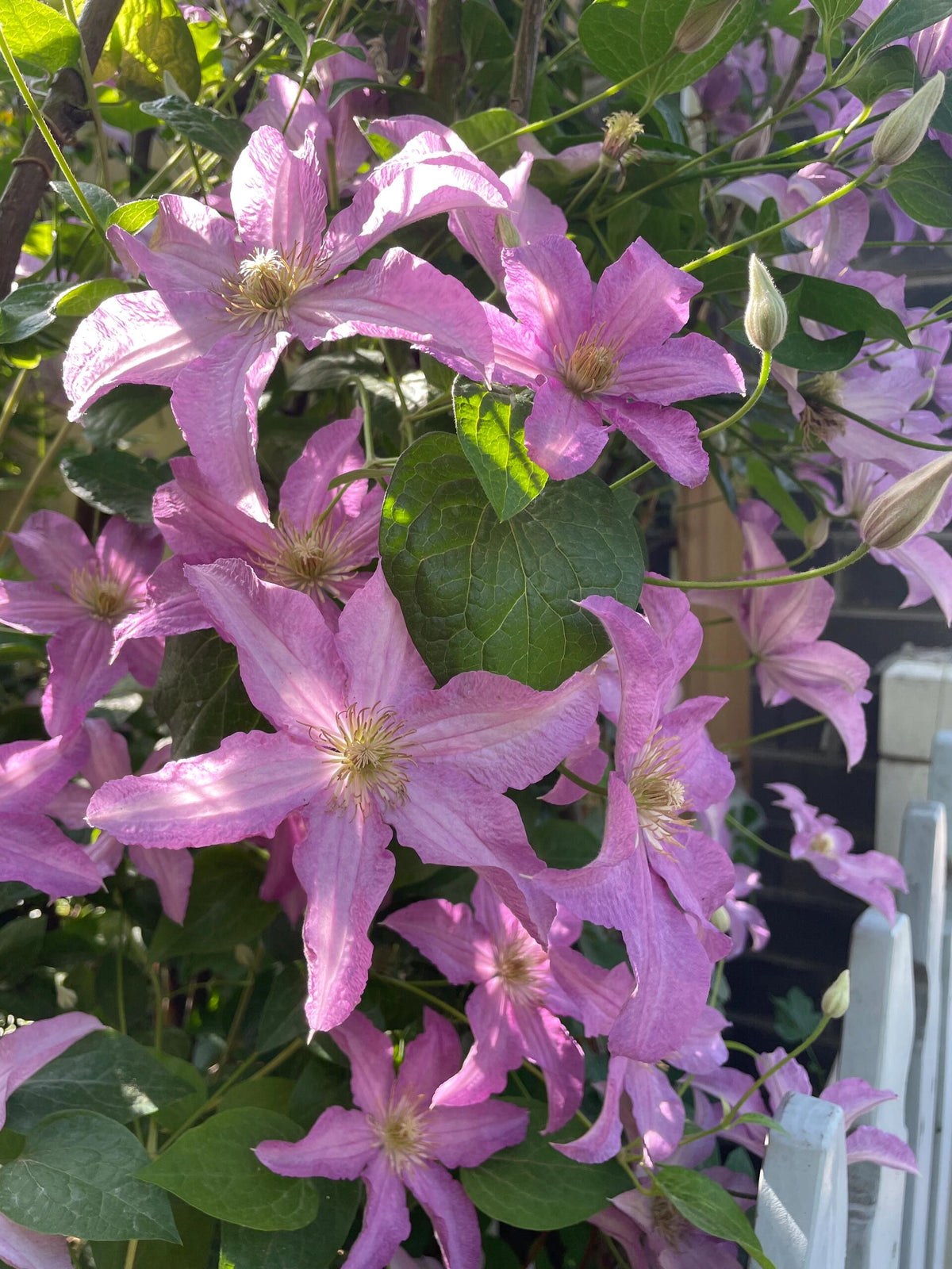 Clematis 'Danuta' 戴纽特