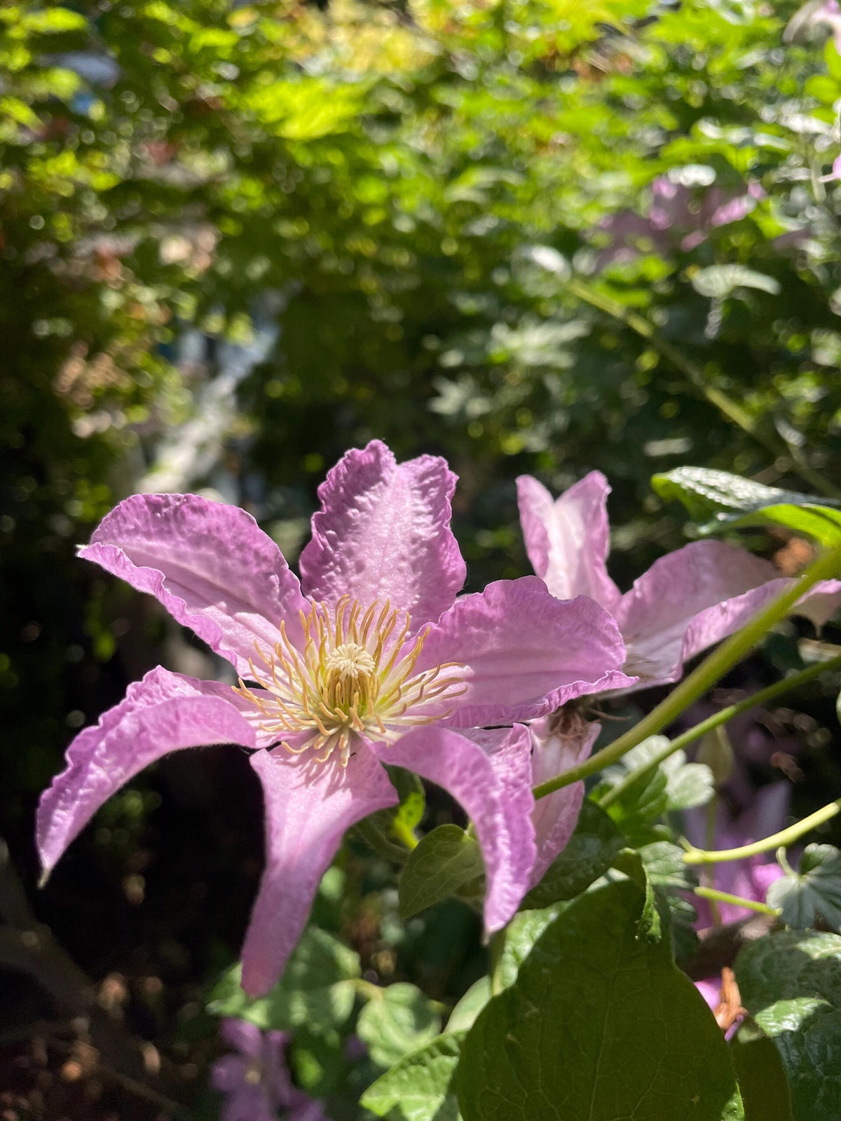 Clematis 'Danuta' 戴纽特