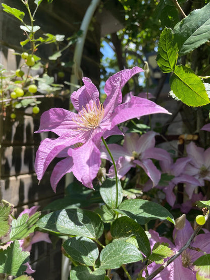 Clematis 'Danuta' 戴纽特