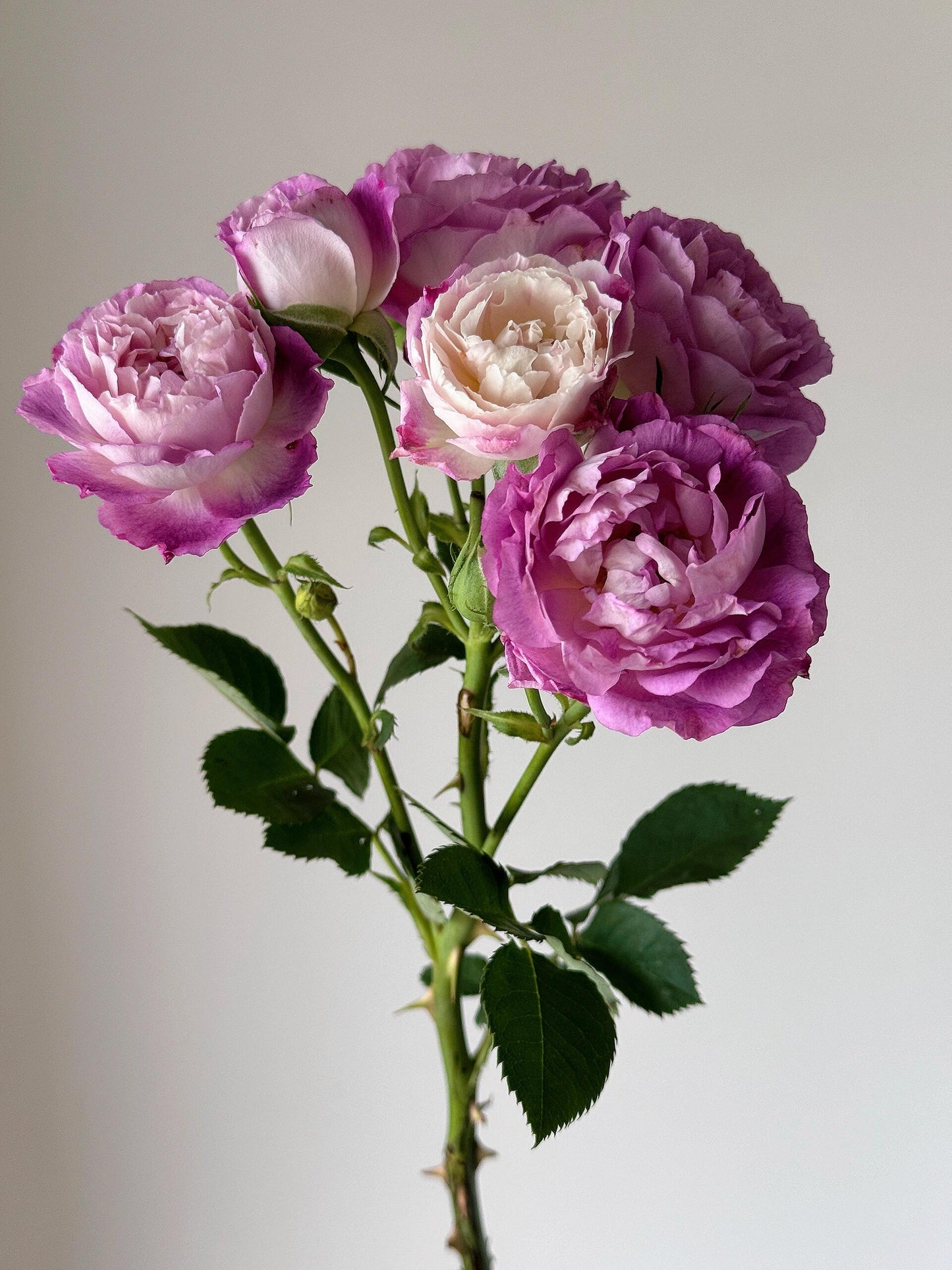 Rose ‘Huddersfield Choral Society |合唱团 ’   -  Award Winning