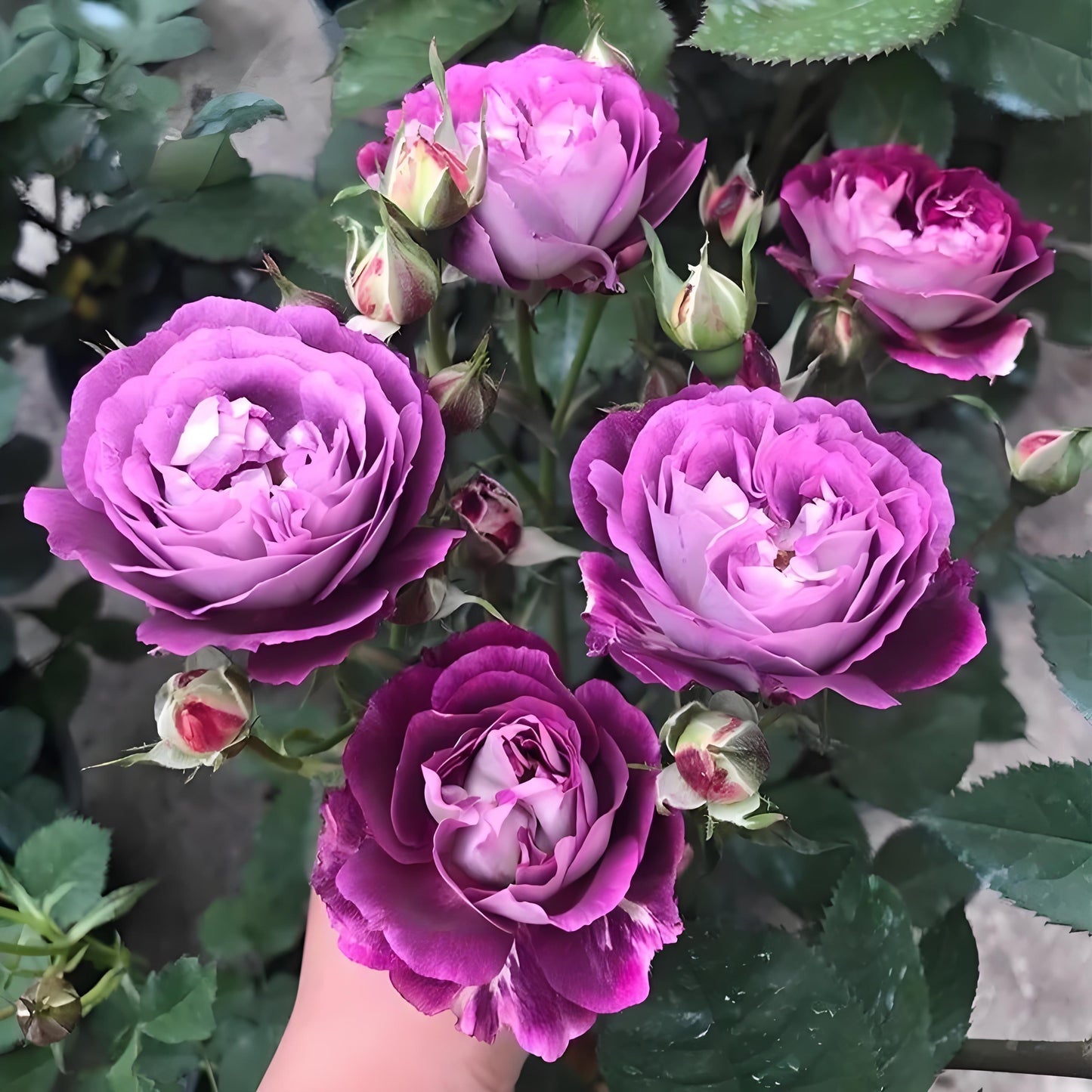 Rose ‘Huddersfield Choral Society |合唱团 ’   -  Award Winning