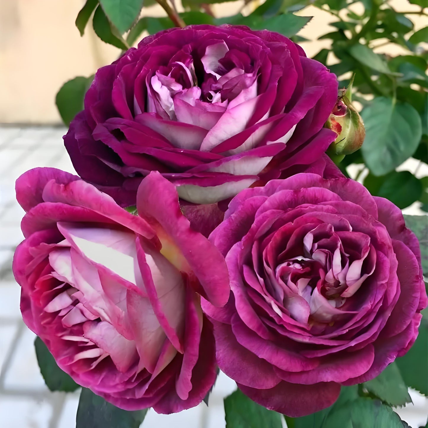 Rose ‘Huddersfield Choral Society |合唱团 ’   -  Award Winning