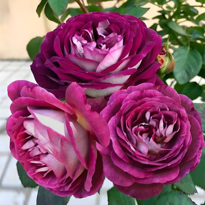Rose ‘Huddersfield Choral Society |合唱团 ’   -  Award Winning