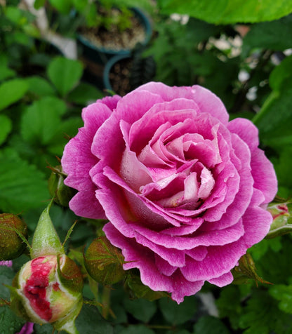 Rose ‘Huddersfield Choral Society |合唱团 ’   -  Award Winning