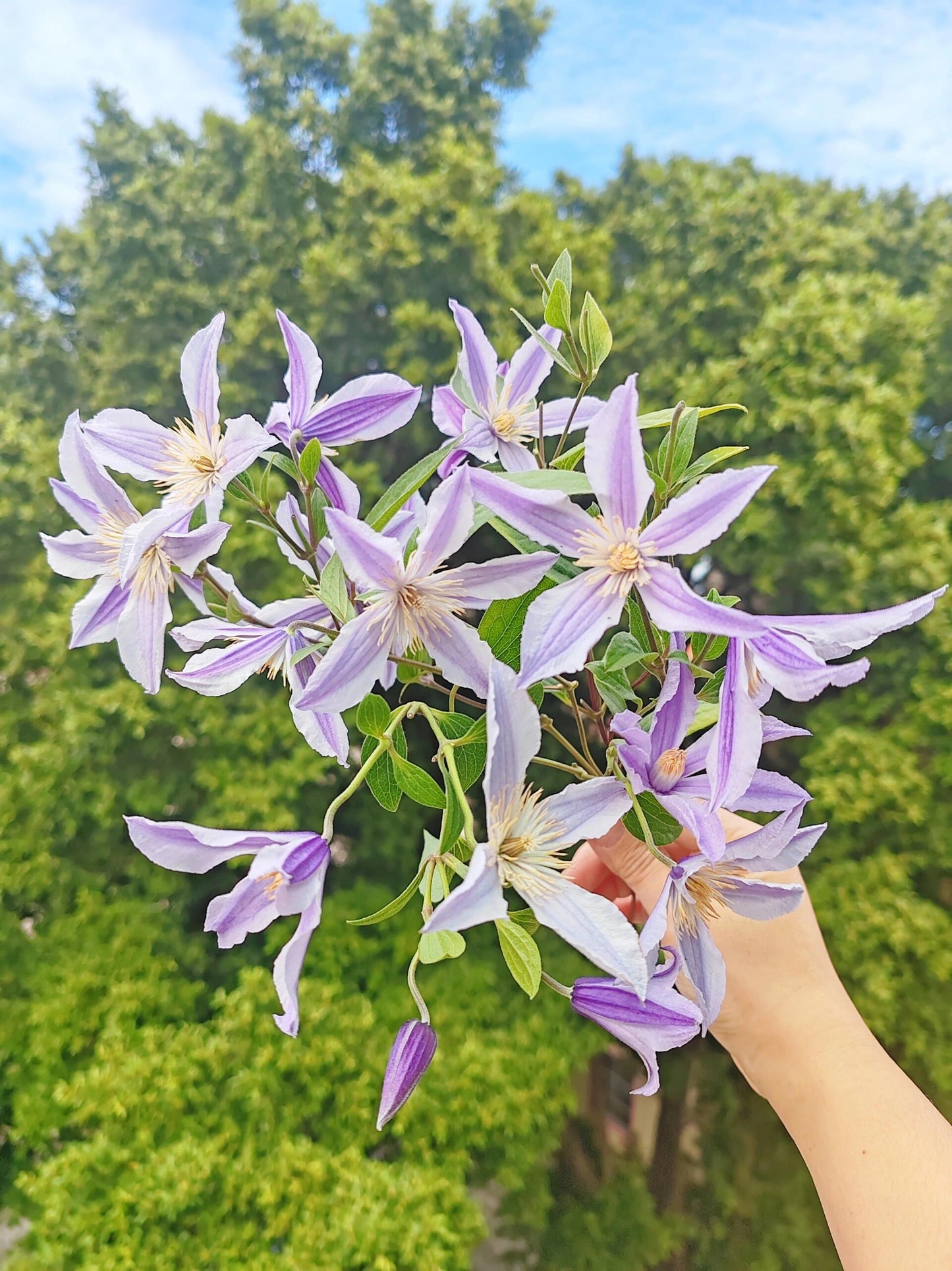 Clematis ‘Star River | 星之河流’