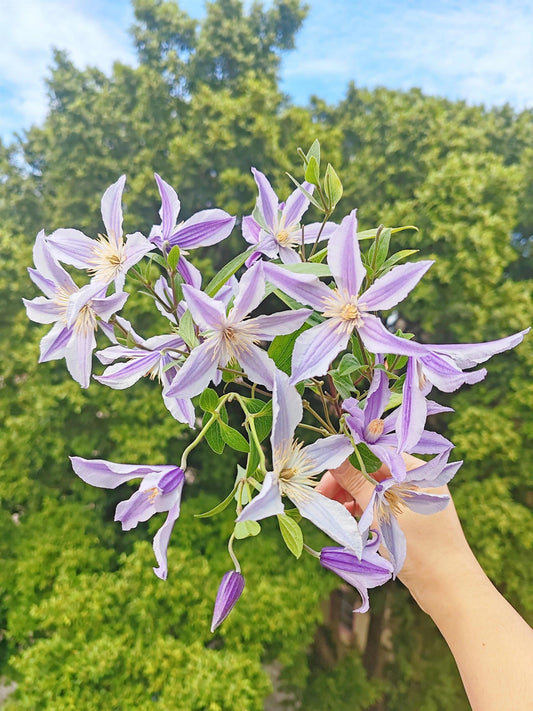 Clematis ‘Star River | 星之河流’