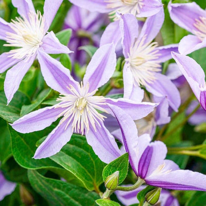 Clematis ‘Star River | 星之河流’