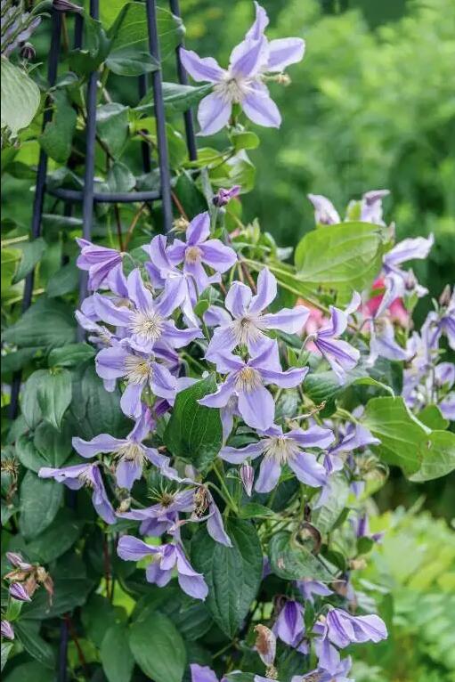 Clematis ‘Star River | 星之河流’