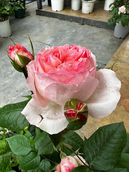 Rose 'Fragonard' 花宫娜