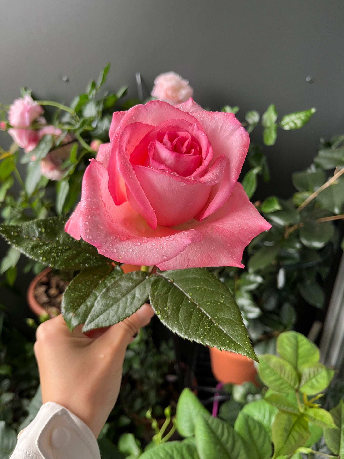 Rose 'Fragonard' 花宫娜