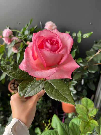 Rose 'Fragonard' 花宫娜