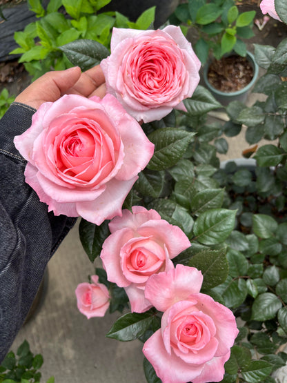 Rose 'Fragonard' 花宫娜