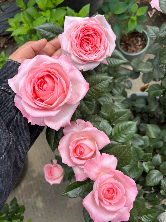 Rose 'Fragonard' 花宫娜