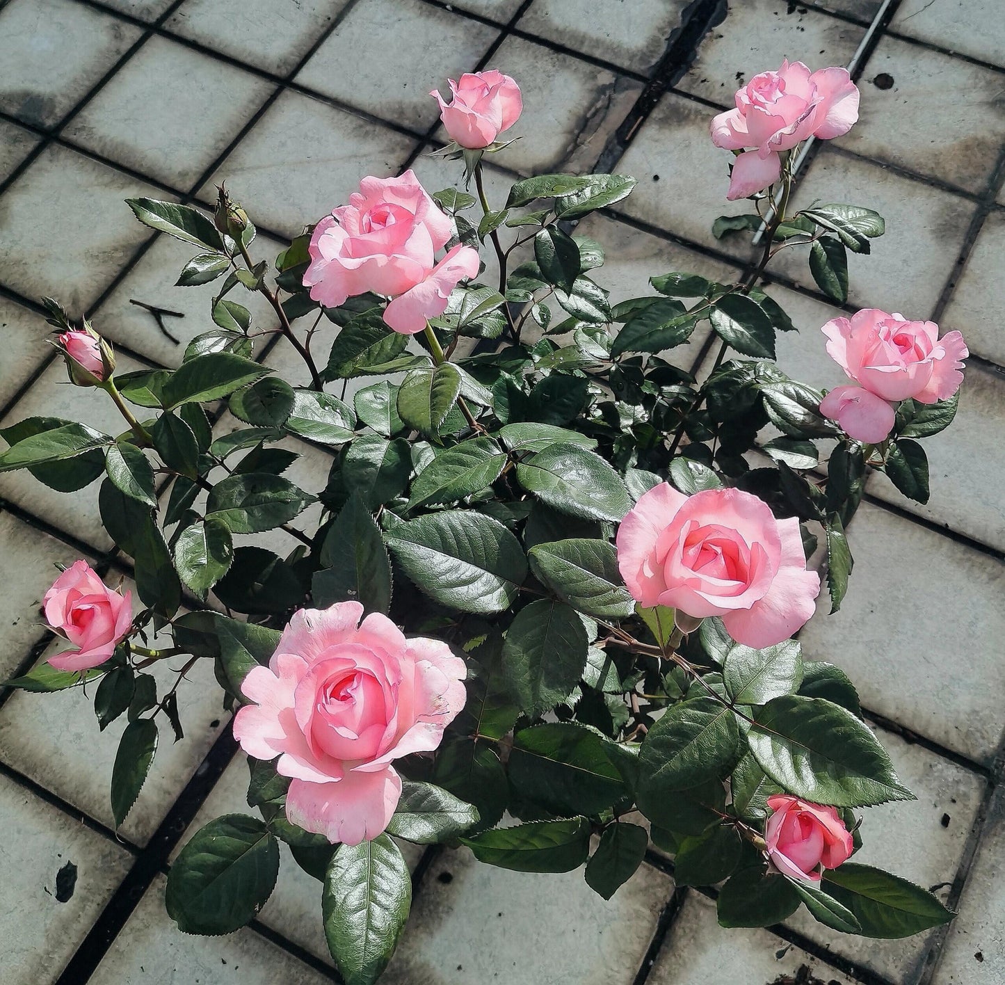 Rose 'Fragonard' 花宫娜