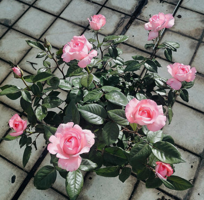 Rose 'Fragonard' 花宫娜