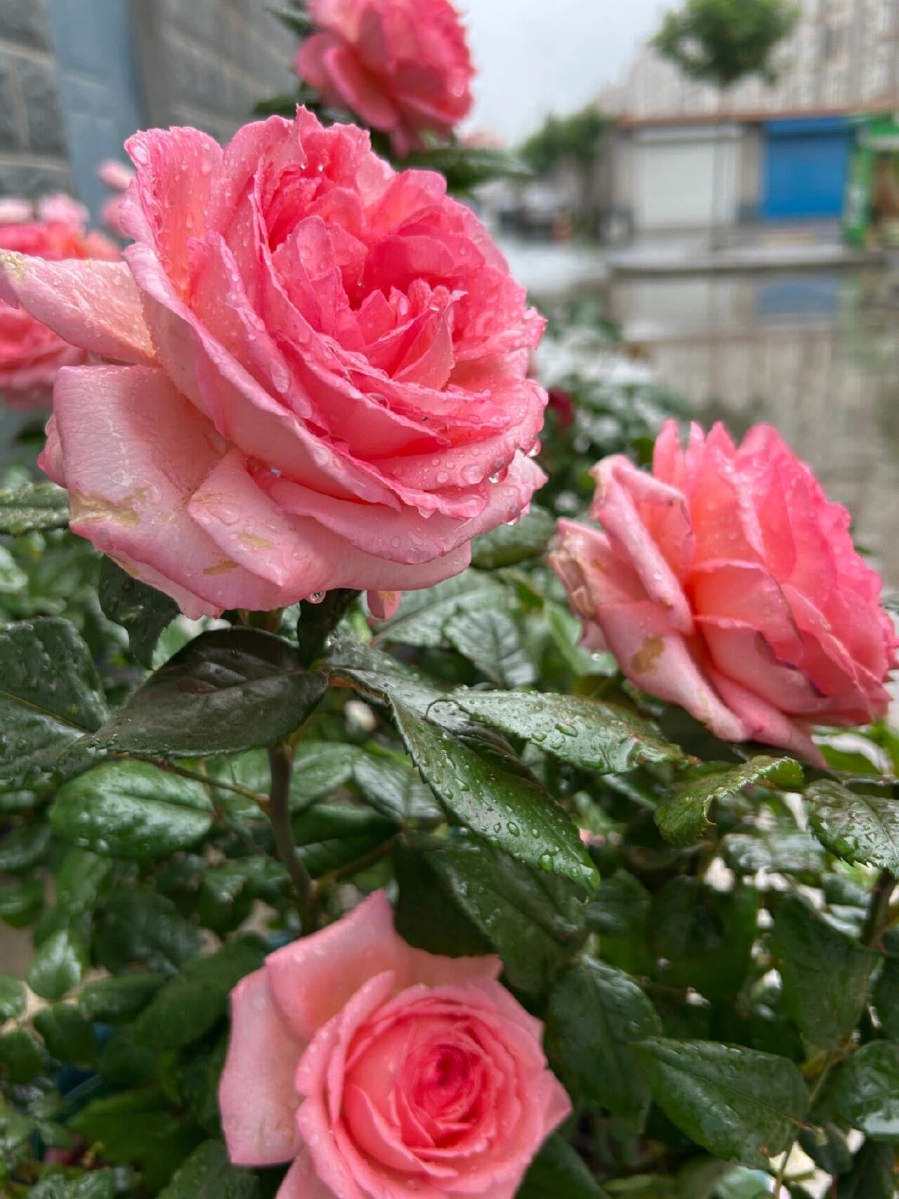 Rose 'Fragonard' 花宫娜