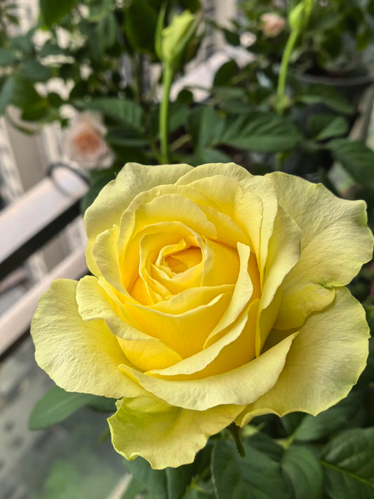Rose ' Romantic Beach' 浪漫沙滩