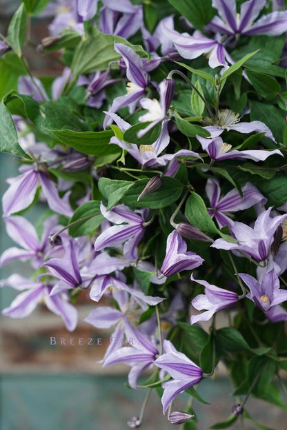 Clematis ‘Star River | 星之河流’