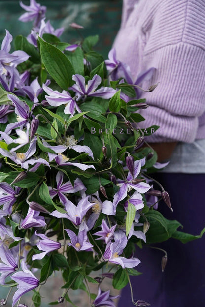 Clematis ‘Star River | 星之河流’