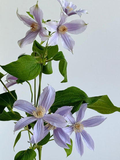 Clematis ‘Star River | 星之河流’