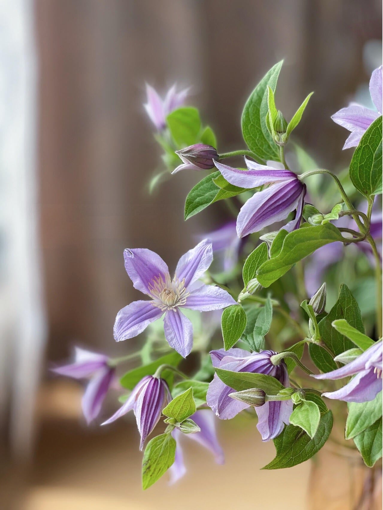 Clematis ‘Star River | 星之河流’