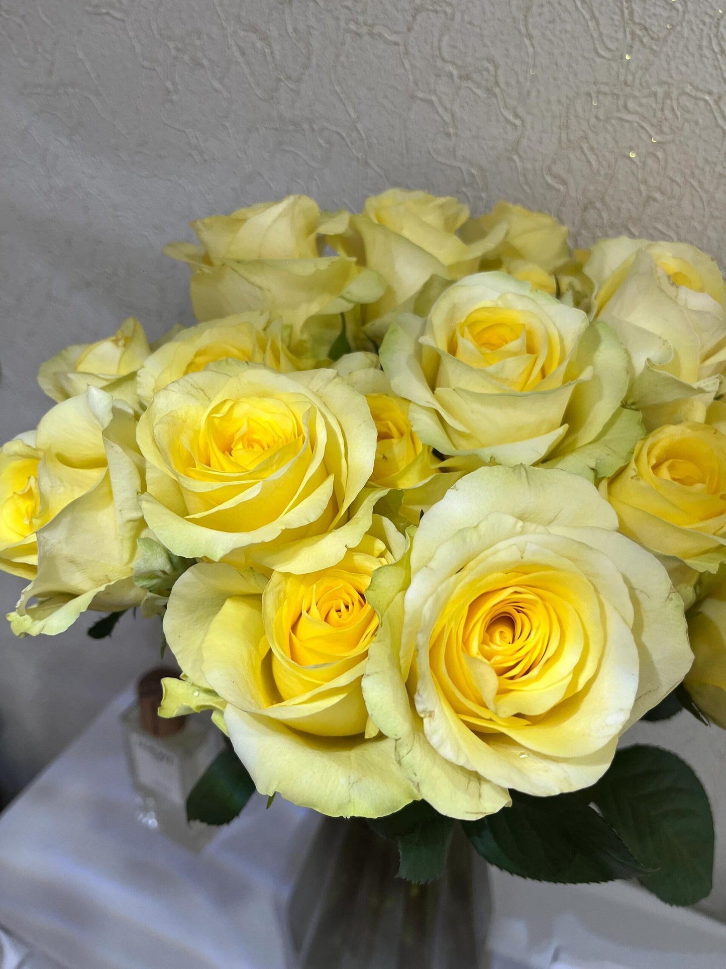 Rose ' Romantic Beach' 浪漫沙滩