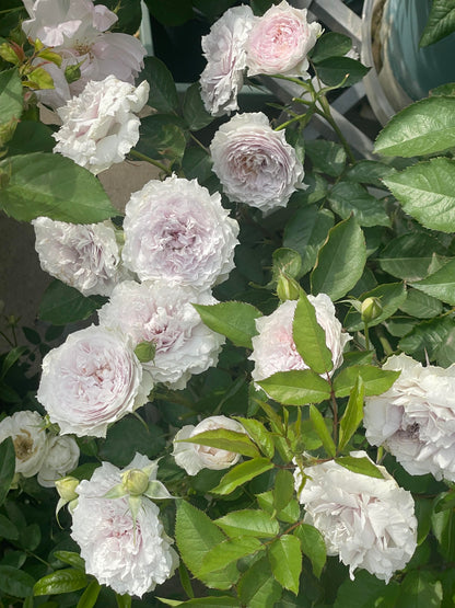 Rose ‘ Floating Moon|  Fu Yue ’  浮月
