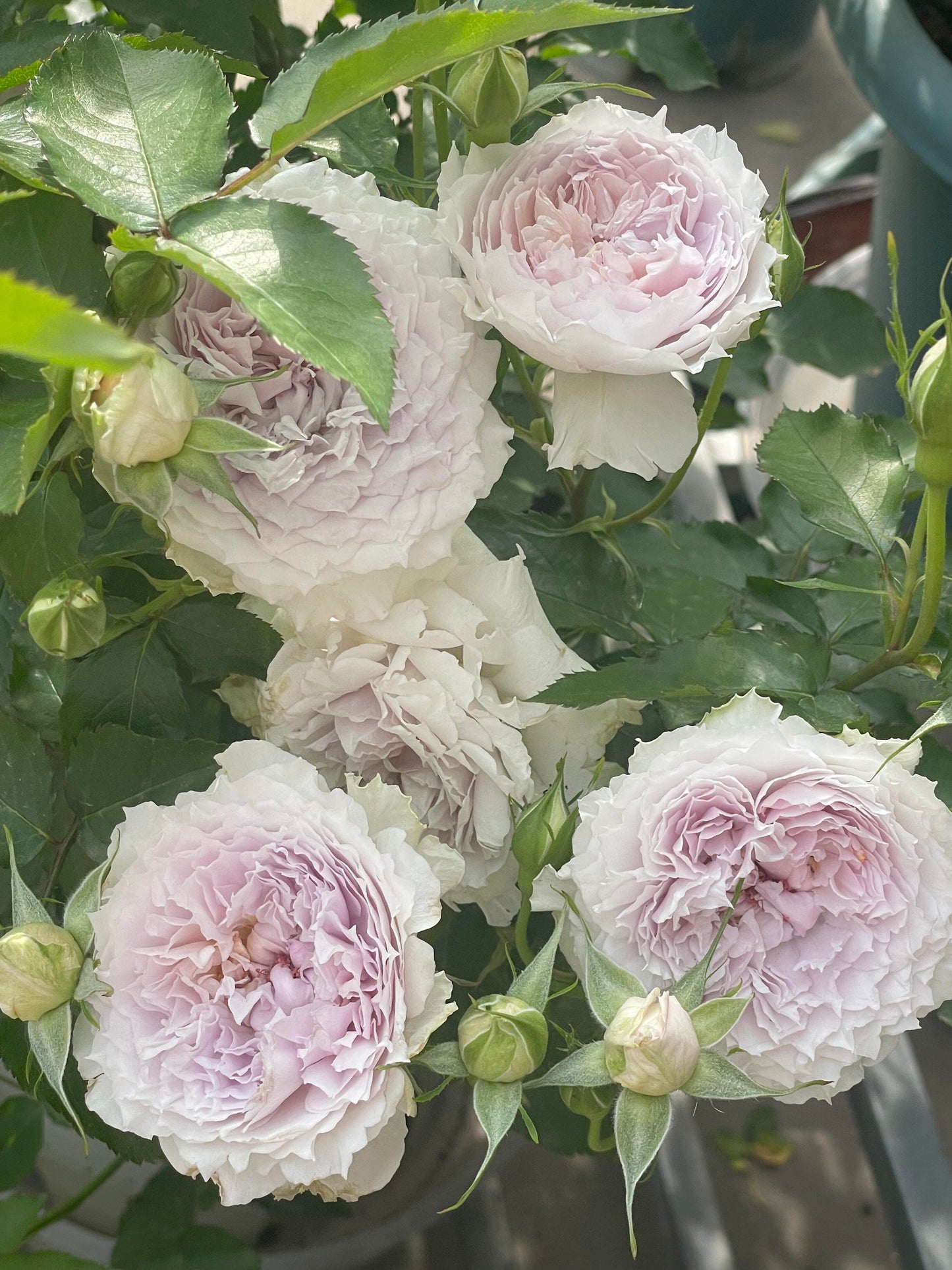 Rose ‘ Floating Moon|  Fu Yue ’  浮月