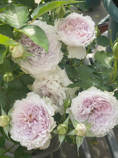 Rose ‘ Floating Moon|  Fu Yue ’  浮月