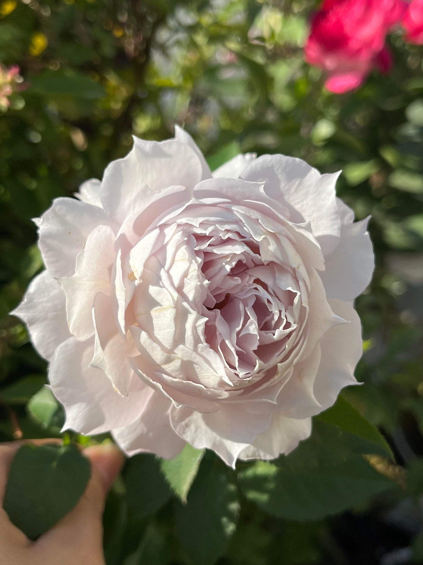 Rose ‘ Floating Moon|  Fu Yue ’  浮月