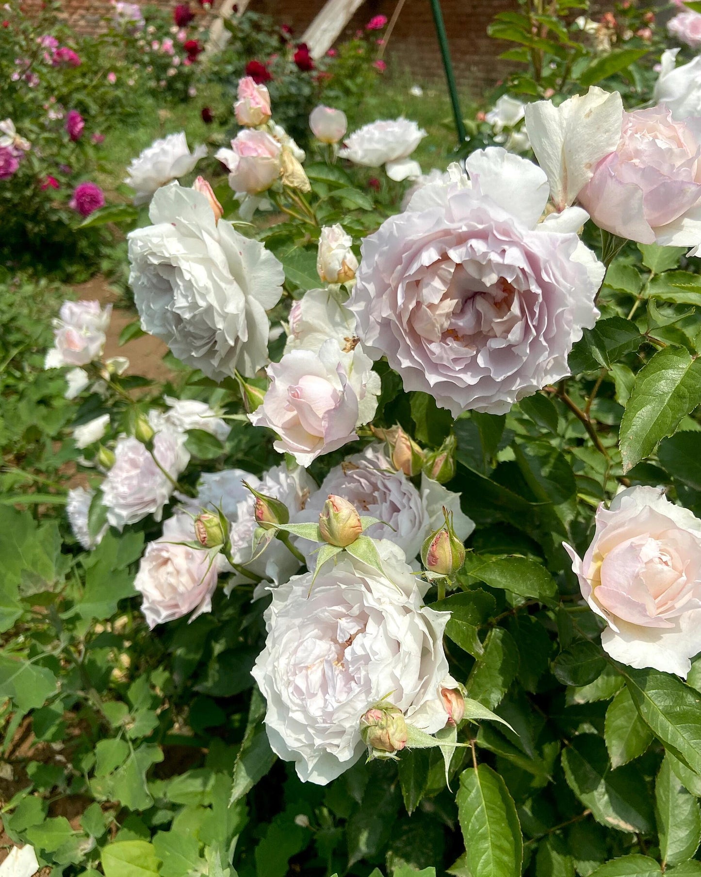 Rose ‘ Floating Moon|  Fu Yue ’  浮月