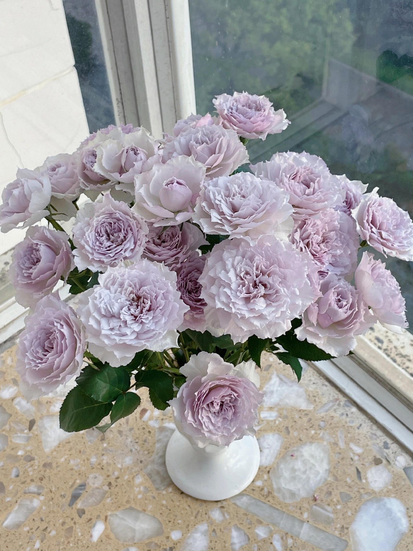 Rose ‘ Floating Moon|  Fu Yue ’  浮月