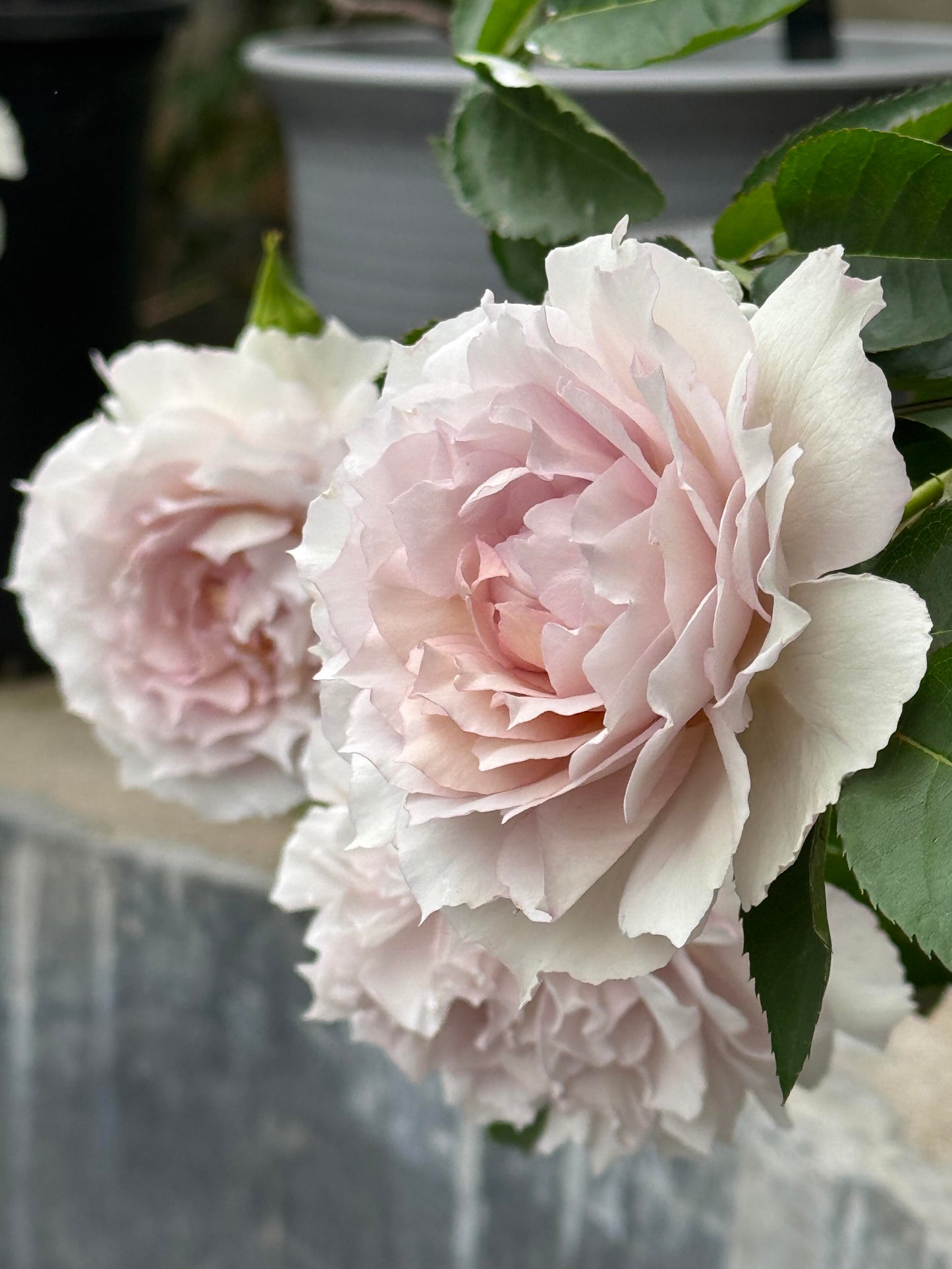 Rose ‘ Floating Moon|  Fu Yue ’  浮月