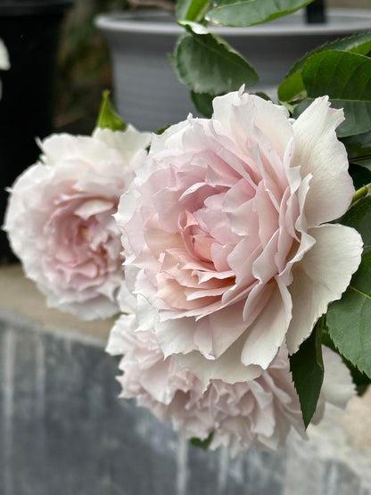 Rose ‘ Floating Moon|  Fu Yue ’  浮月