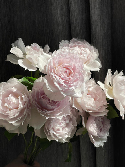 Rose ‘ Floating Moon|  Fu Yue ’  浮月