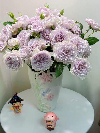 Rose ‘ Floating Moon|  Fu Yue ’  浮月