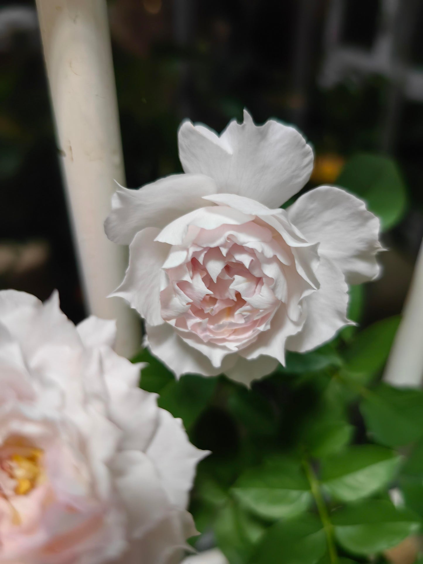 Rose ‘ Floating Moon|  Fu Yue ’  浮月
