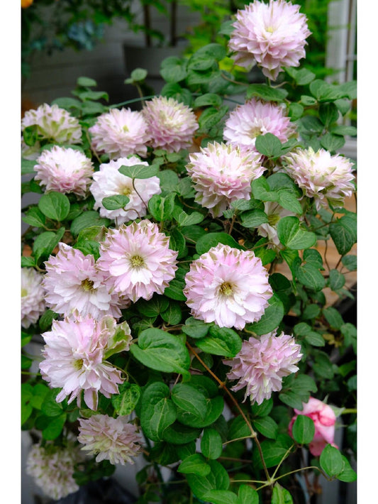 Clematis ' DACING SMILE  | 舞笑