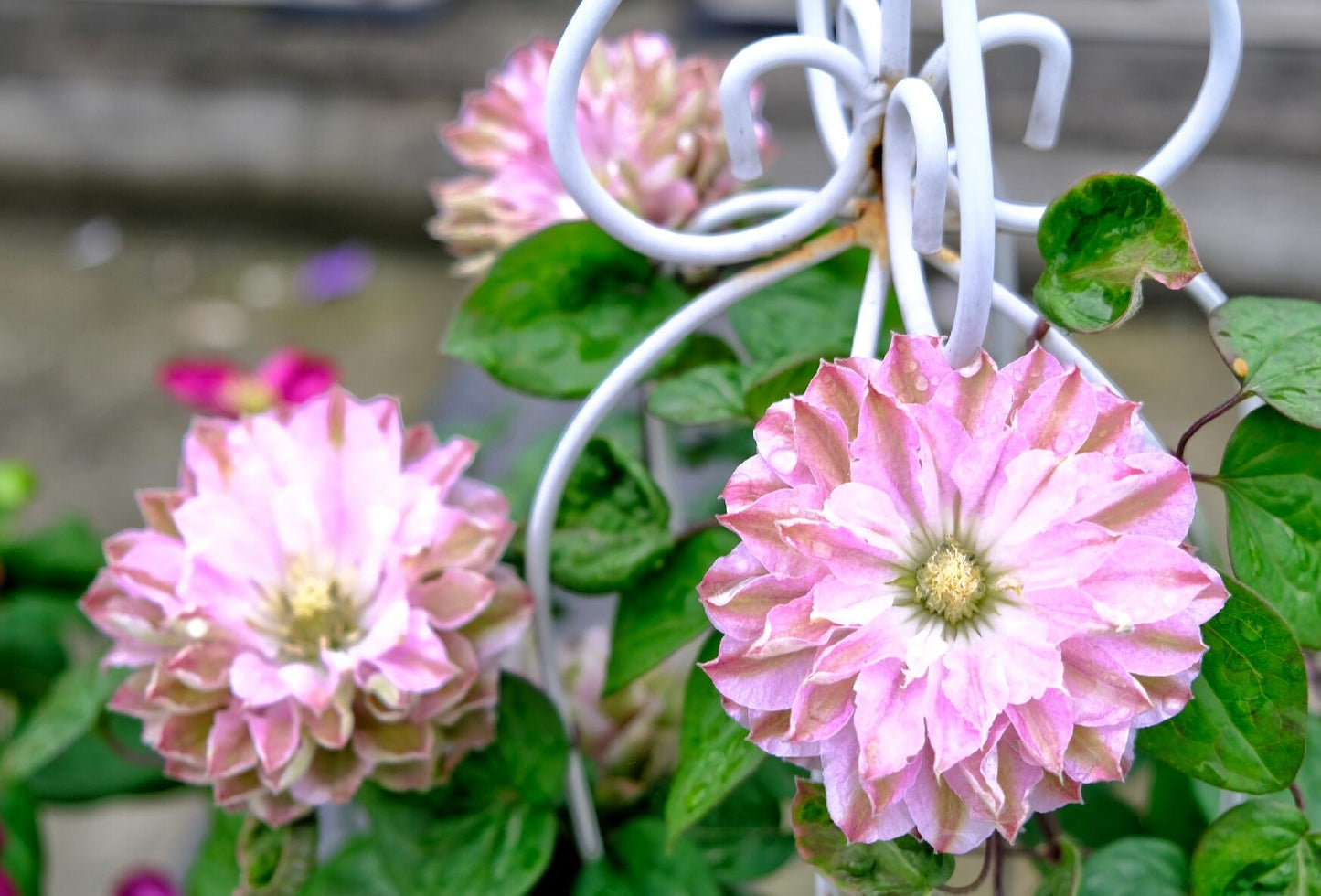 Clematis ' DACING SMILE  | 舞笑