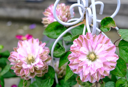 Clematis ' DACING SMILE  | 舞笑