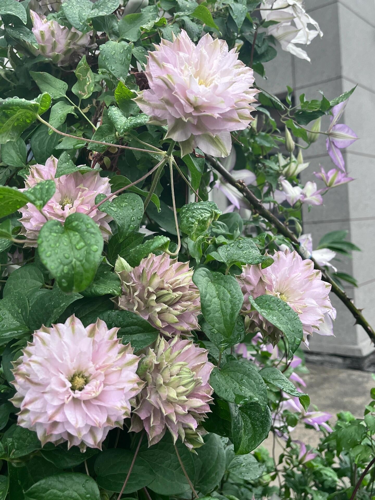 Clematis ' DACING SMILE  | 舞笑