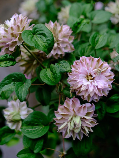 Clematis ' DACING SMILE  | 舞笑