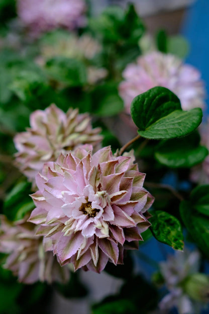 Clematis ' DACING SMILE  | 舞笑
