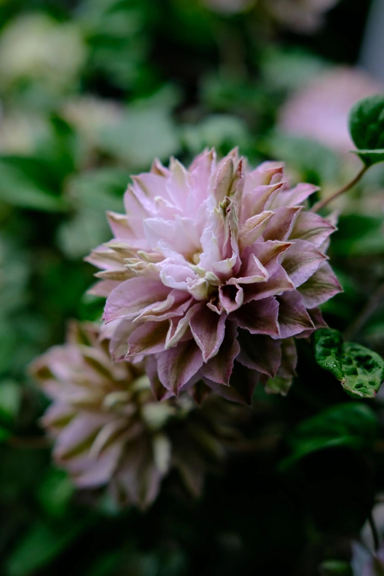 Clematis ' DACING SMILE  | 舞笑