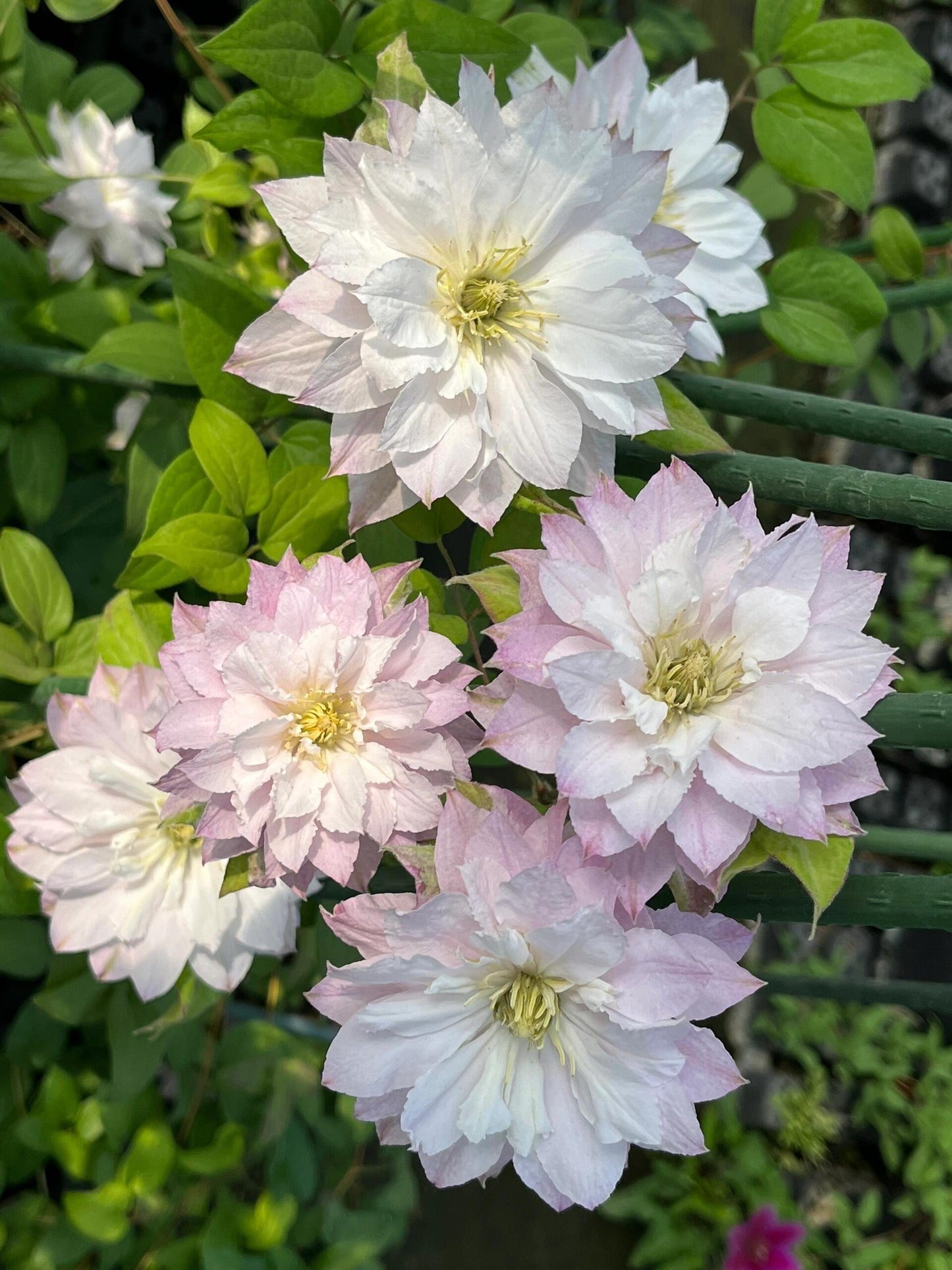 Clematis ' DACING SMILE  | 舞笑