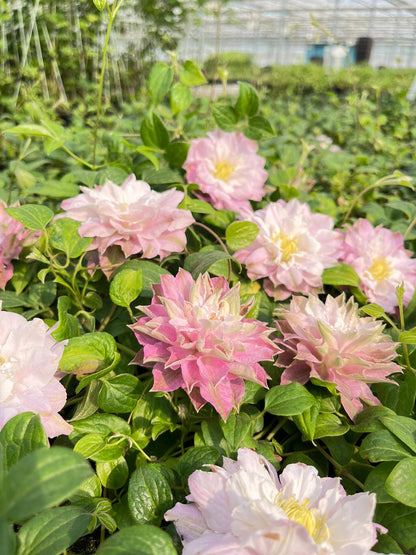 Clematis ' DACING SMILE  | 舞笑