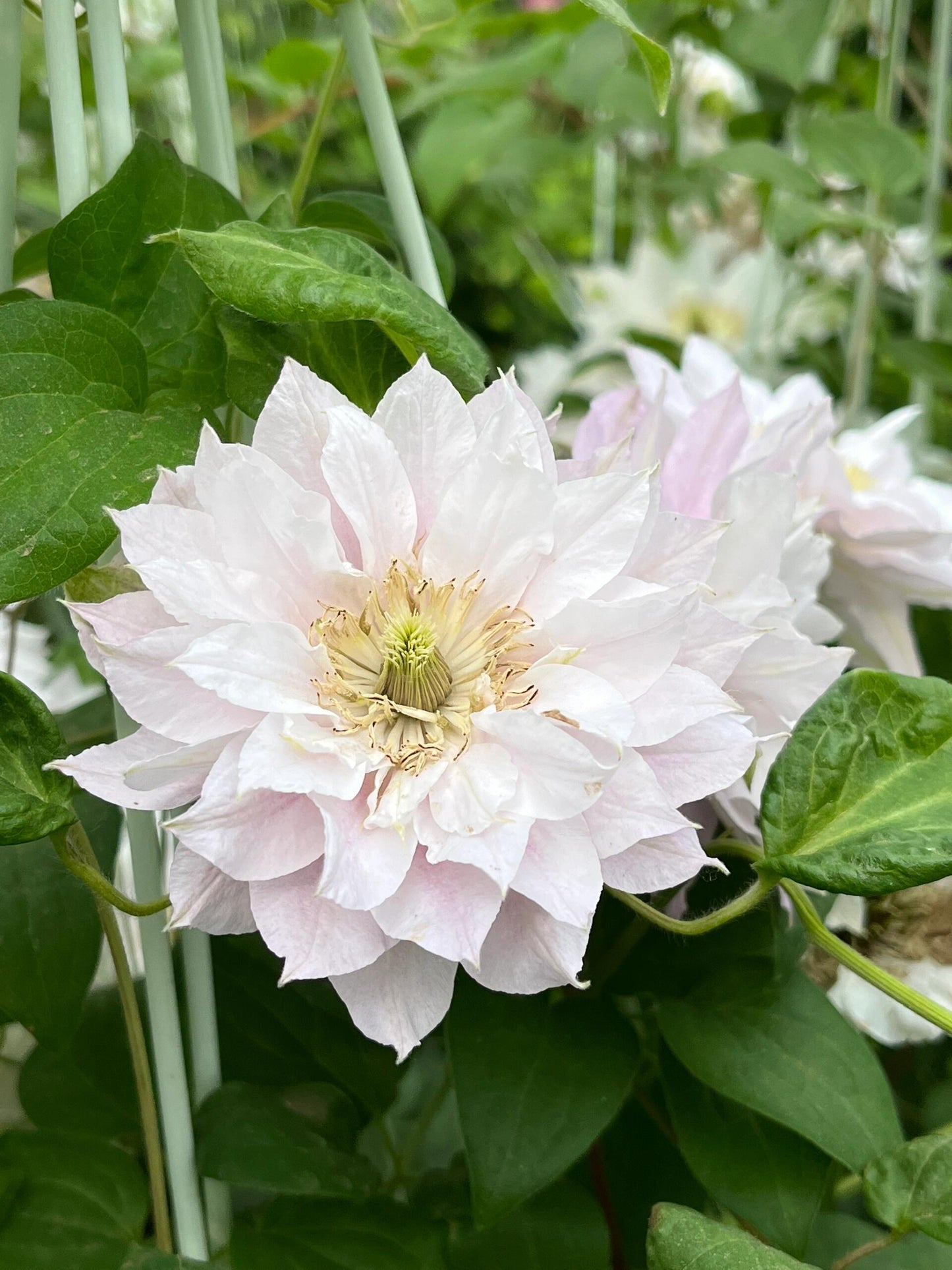 Clematis ' DACING SMILE  | 舞笑