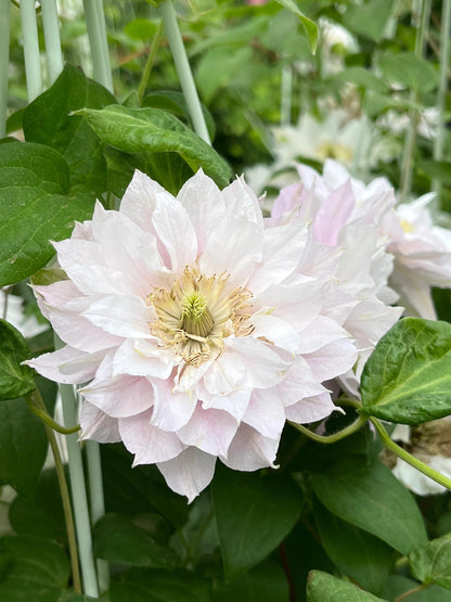 Clematis ' DACING SMILE  | 舞笑
