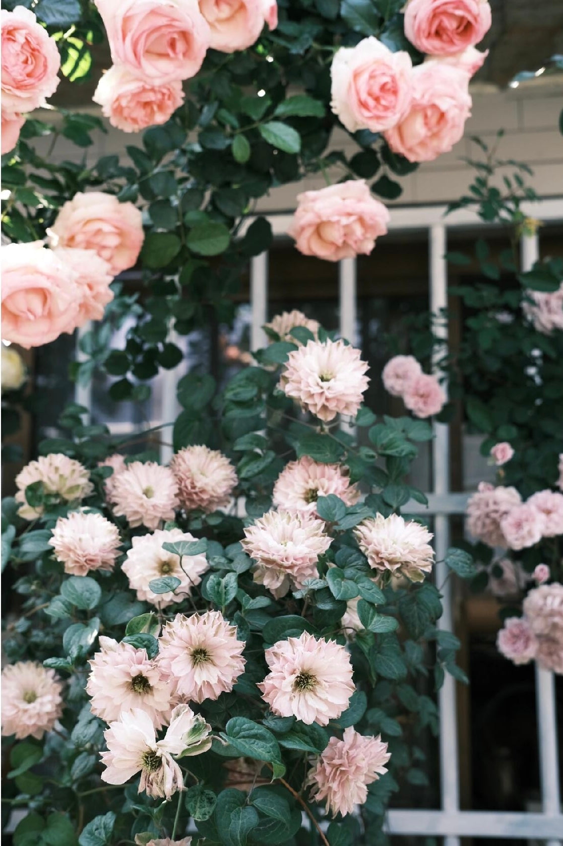 Clematis ' DACING SMILE  | 舞笑