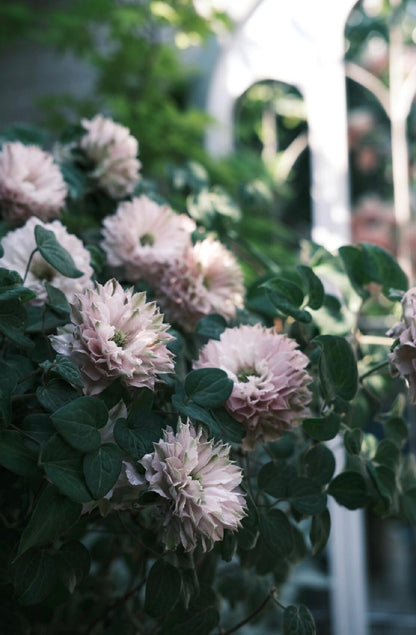 Clematis ' DACING SMILE  | 舞笑